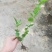 茉莉花茉莉花苗1元一棵基地直销