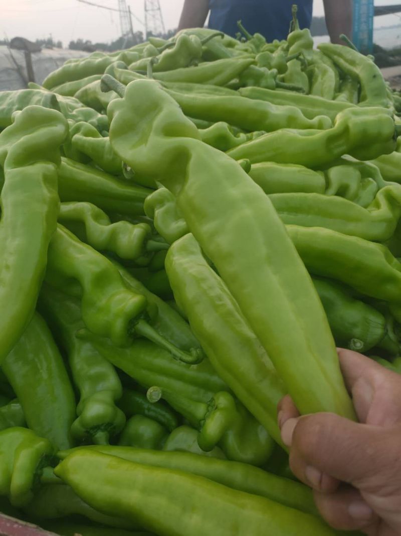 尖椒精品莘县大量上市中产地直销货源充足欢迎老板们咨询