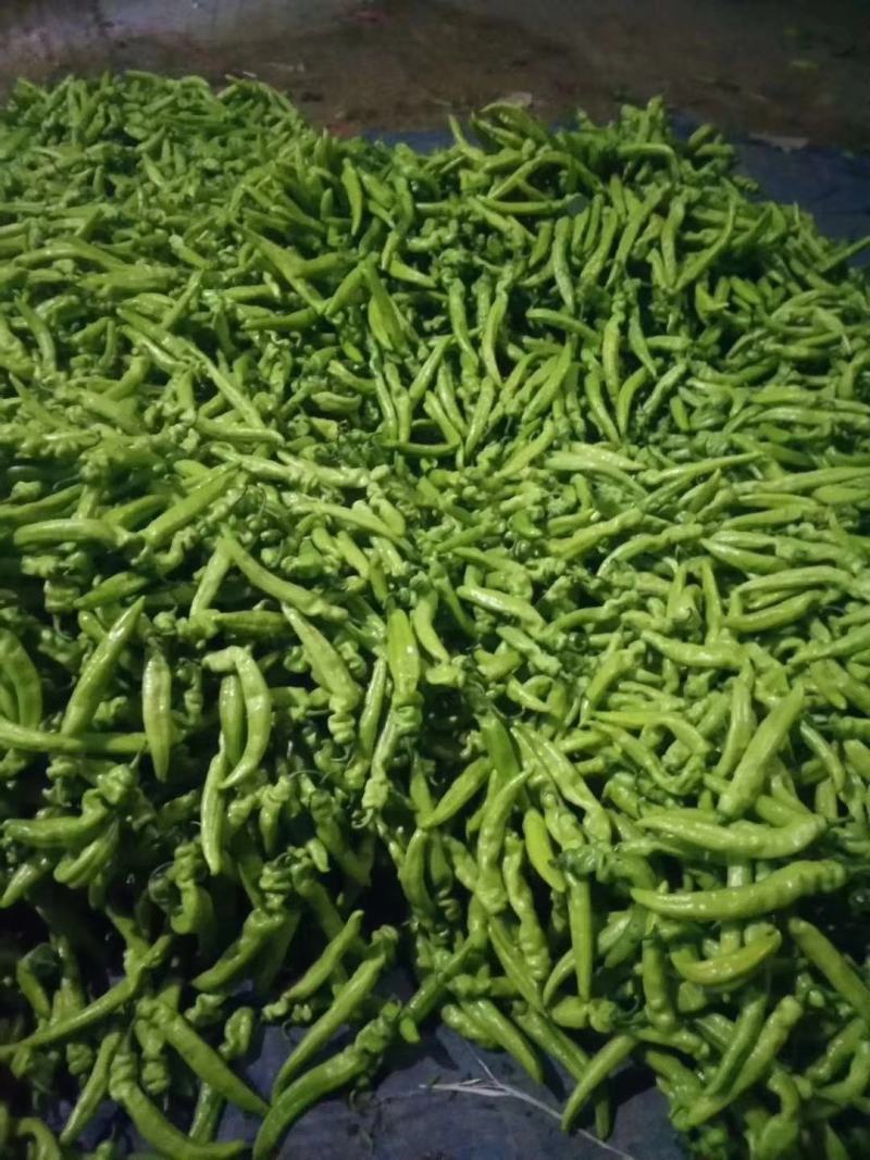 尖椒精品莘县大量上市中产地直销货源充足欢迎老板们咨询