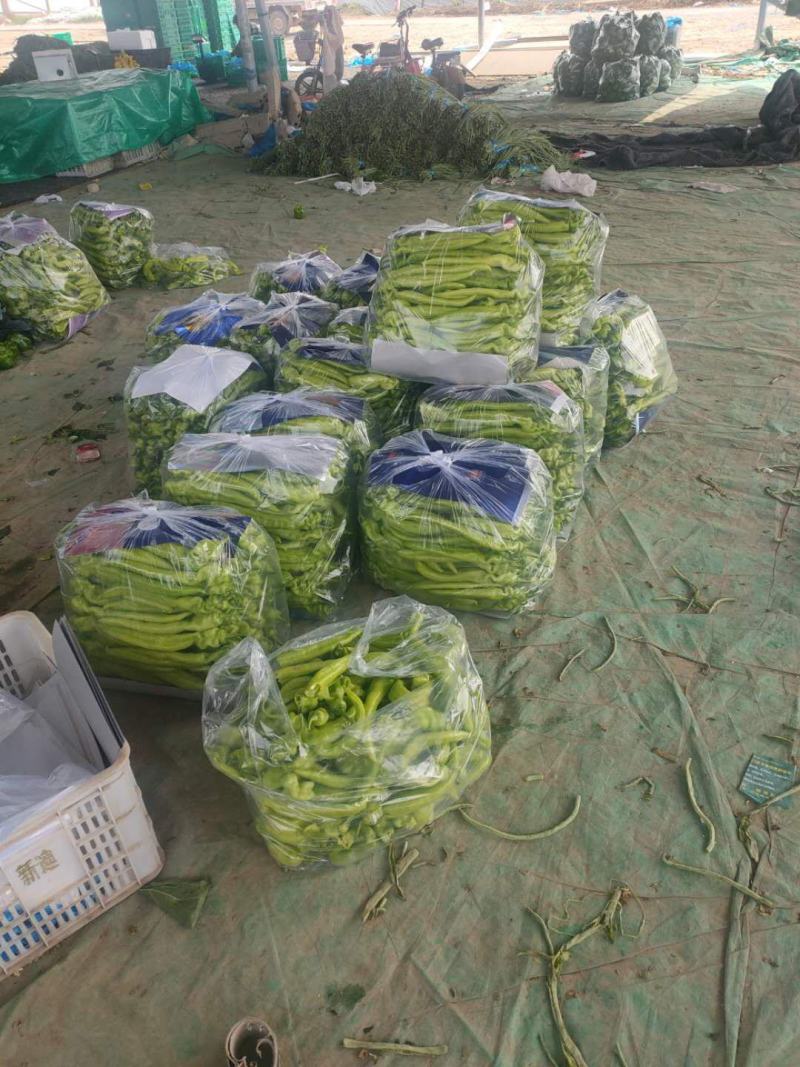 尖椒精品莘县大量上市中产地直销货源充足欢迎老板们咨询