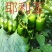 热卖各种辣椒苗羊角椒尖椒陇椒螺丝椒线椒太空椒彩椒
