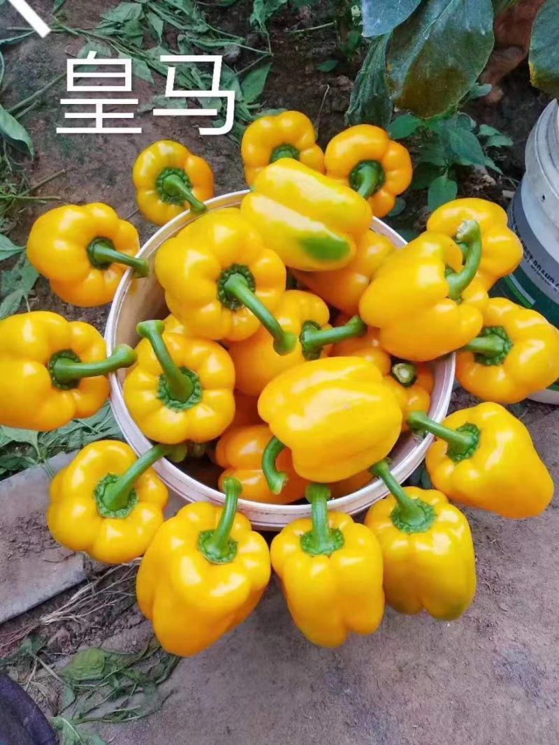 热卖各种辣椒苗羊角椒尖椒陇椒螺丝椒线椒太空椒彩椒