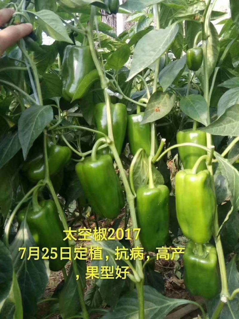 热卖各种辣椒苗羊角椒尖椒陇椒螺丝椒线椒太空椒彩椒