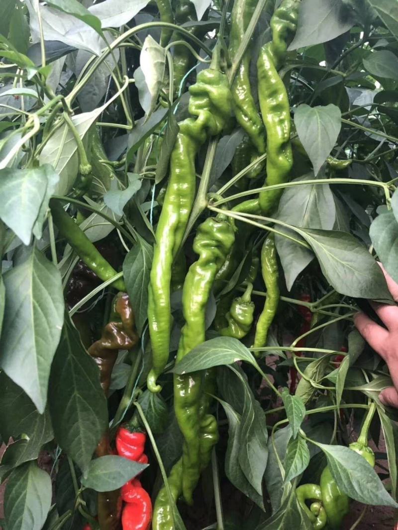 热卖各种辣椒苗羊角椒尖椒陇椒螺丝椒线椒太空椒彩椒