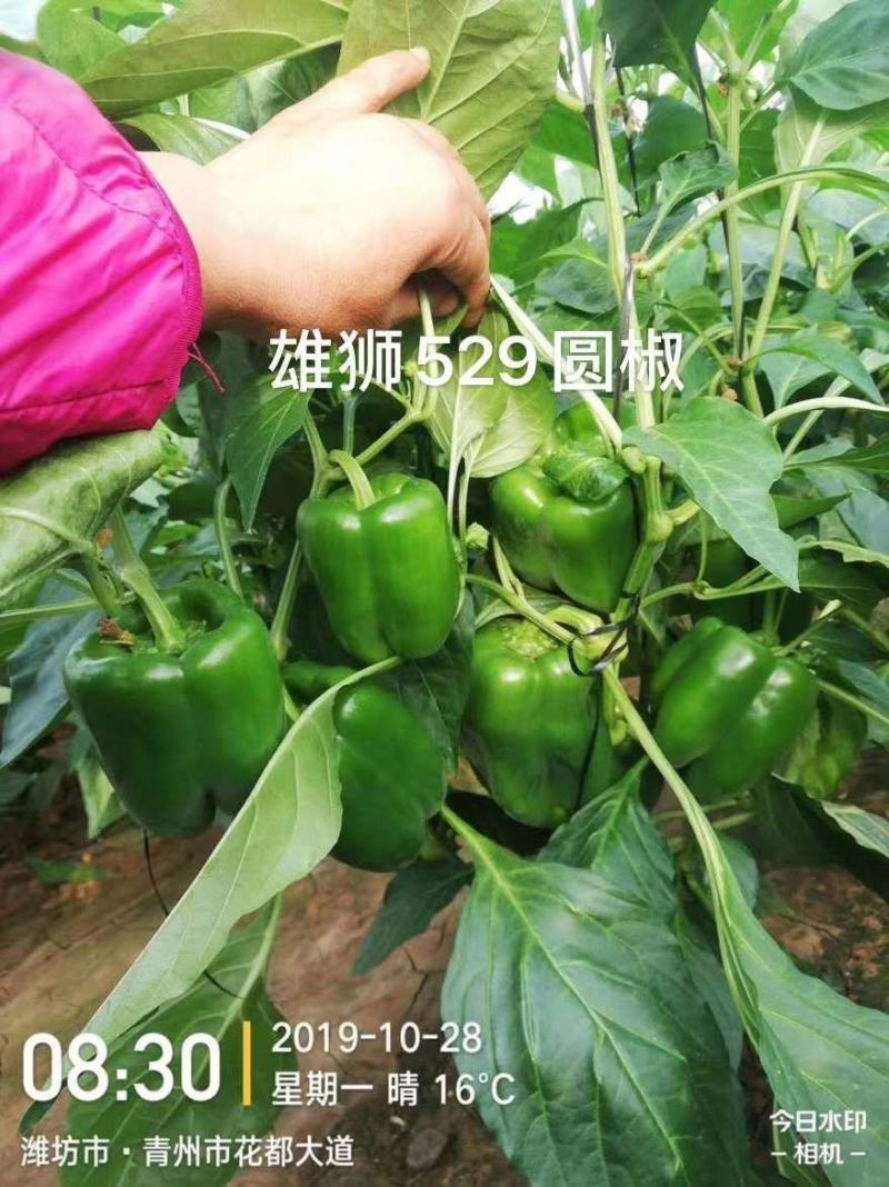 热卖各种辣椒苗羊角椒尖椒陇椒螺丝椒线椒太空椒彩椒