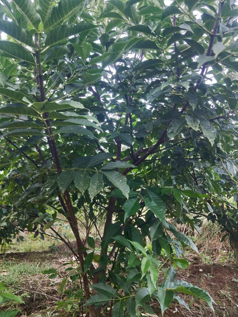 吴茱萸树，可做风景树，果实能做中药材。