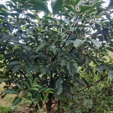 吴茱萸树，可做风景树，果实能做中药材。