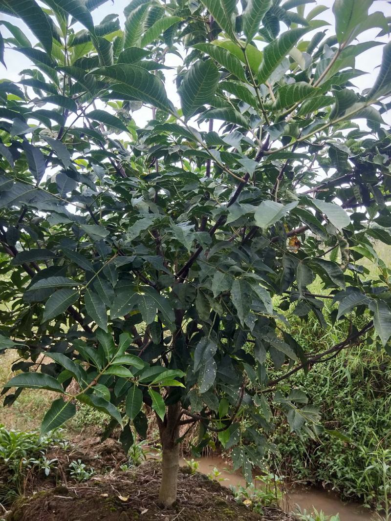 吴茱萸树，可做风景树，果实能做中药材。