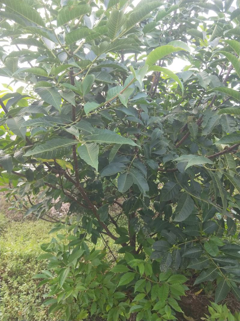 吴茱萸树，可做风景树，果实能做中药材。
