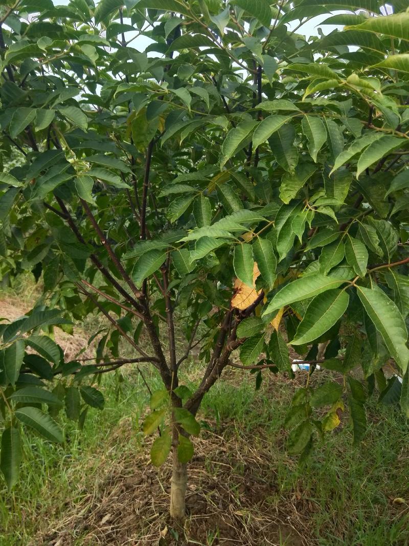吴茱萸树，可做风景树，果实能做中药材。