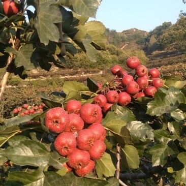 大金星山楂大量上市中