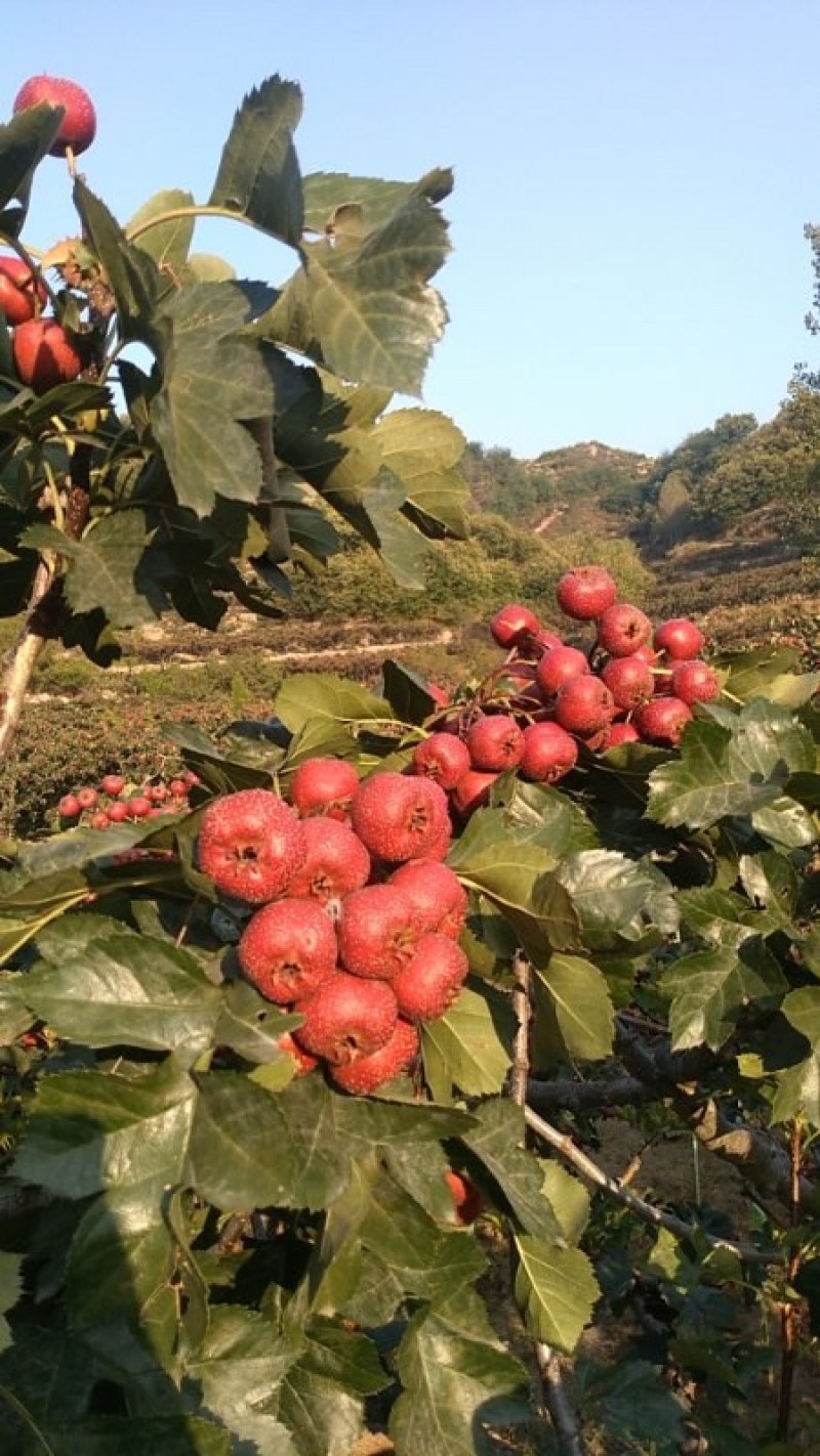 大金星山楂大量上市中