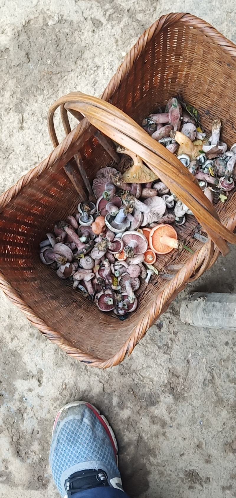 野生丛树菇自己采的野生蘑菇鲜货
