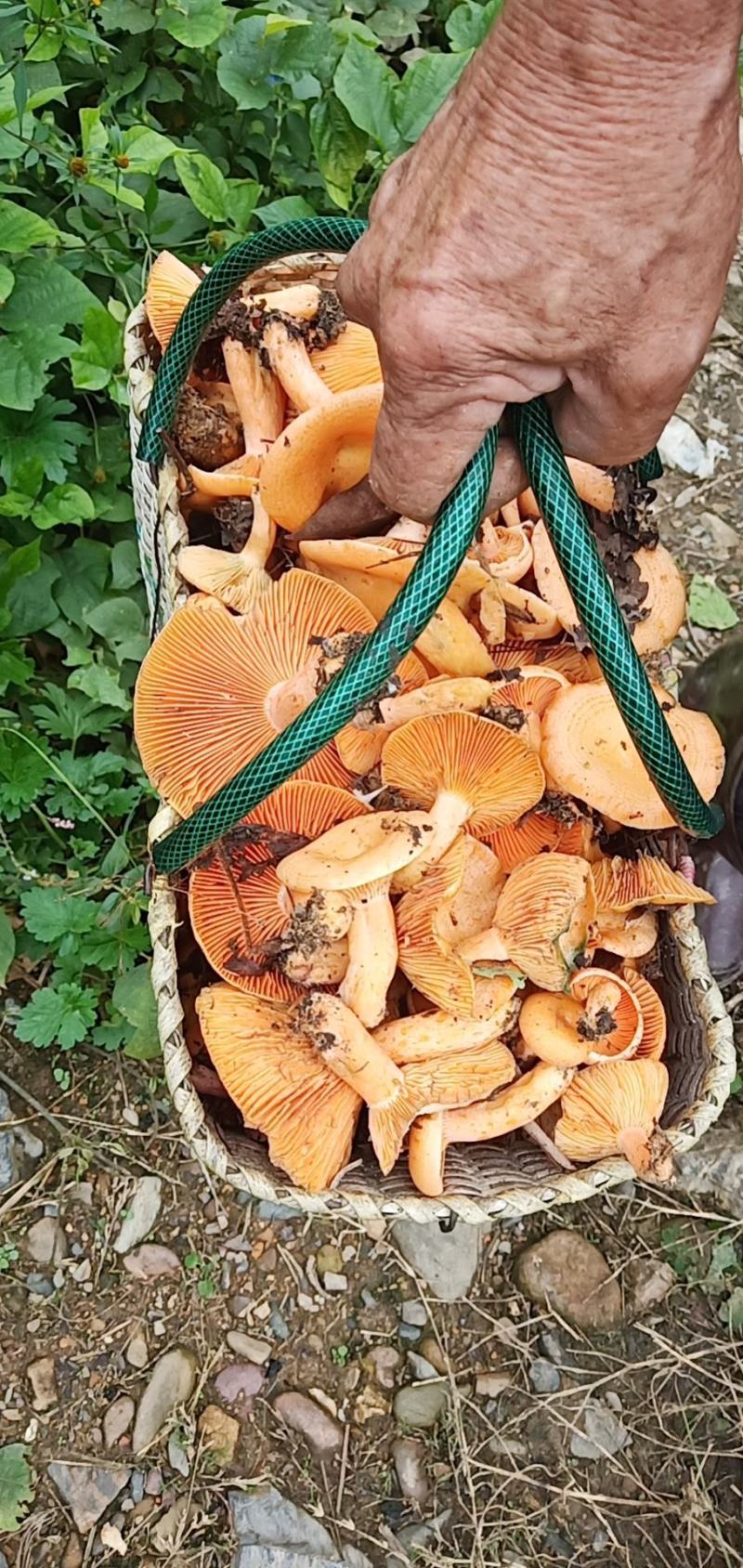 野生丛树菇自己采的野生蘑菇鲜货