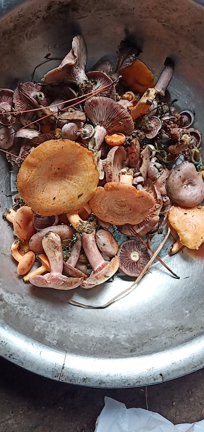 野生丛树菇自己采的野生蘑菇鲜货