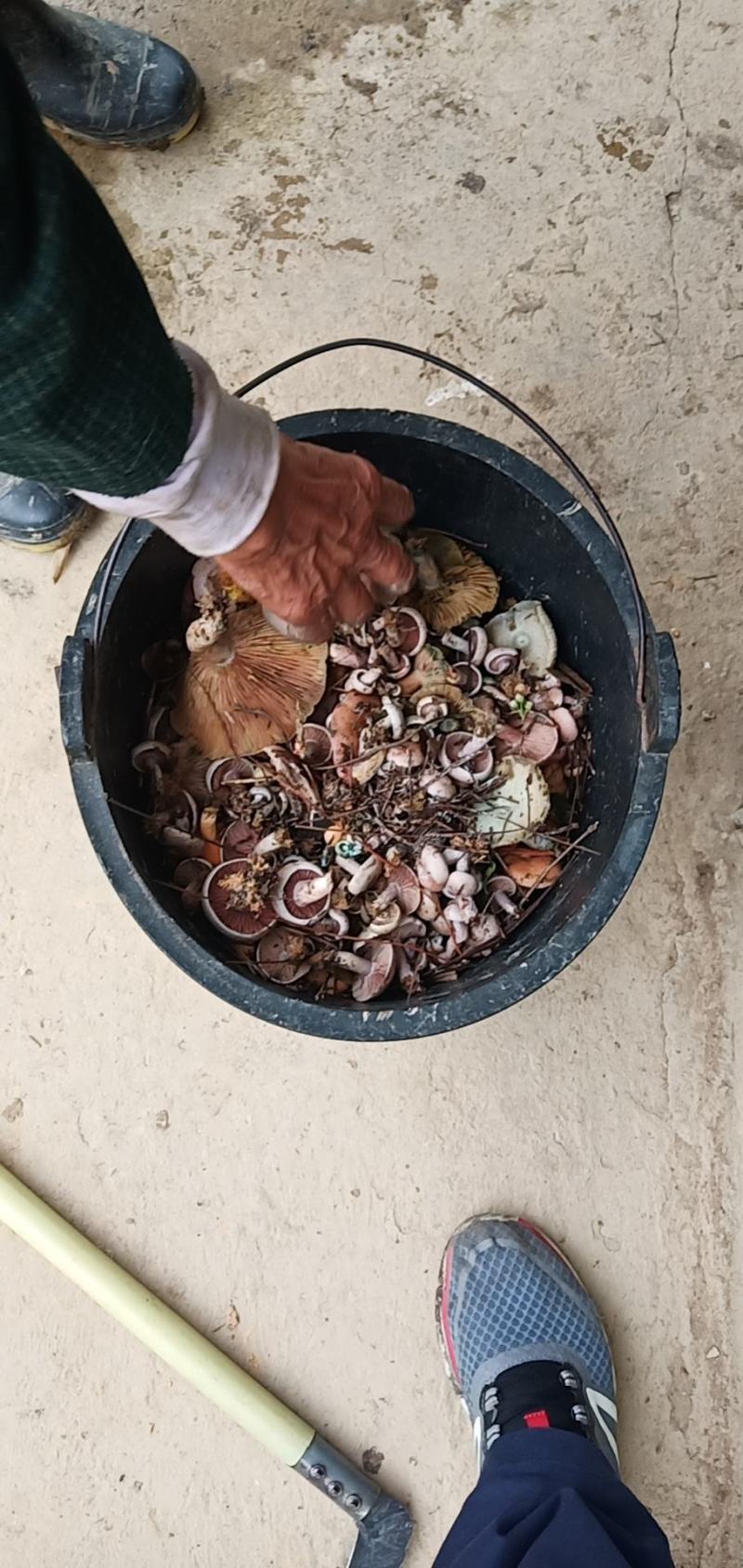 野生丛树菇自己采的野生蘑菇鲜货