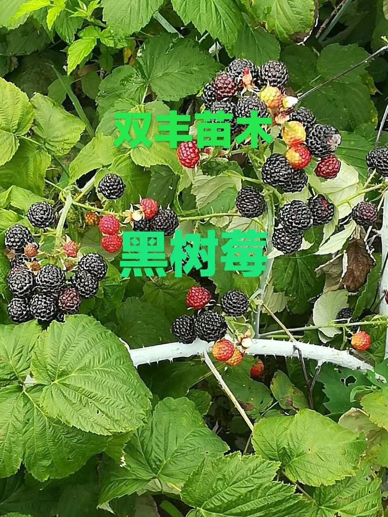 树莓苗。秋季大量出售树莓苗。品种多。需要的联系。