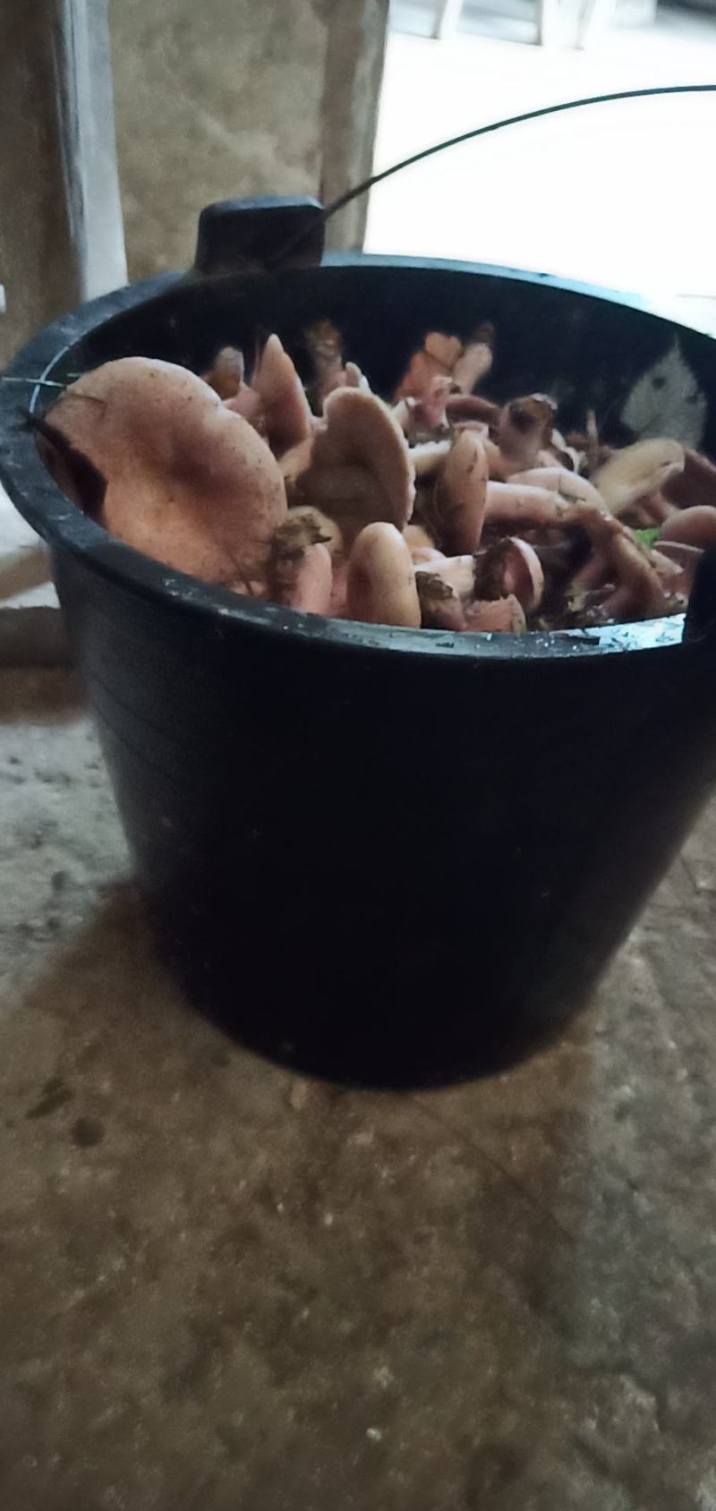 野生丛树菇自己采的野生蘑菇鲜货