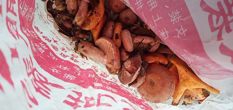 野生丛树菇自己采的野生蘑菇鲜货