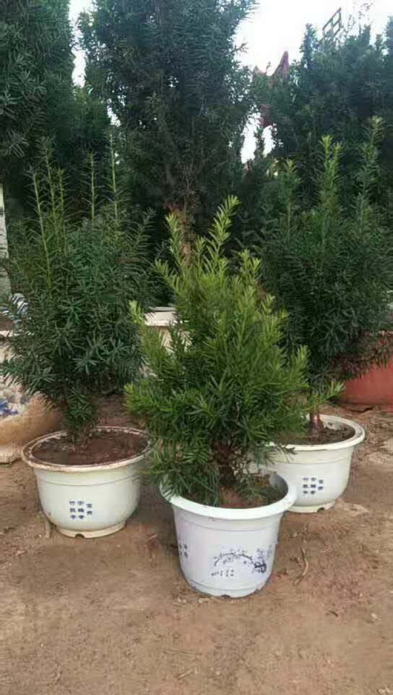 出售曼地亚红豆杉盆景苗