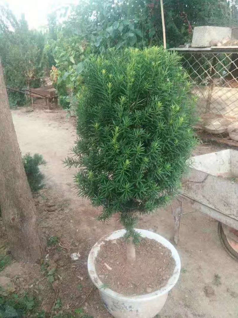 出售曼地亚红豆杉盆景苗