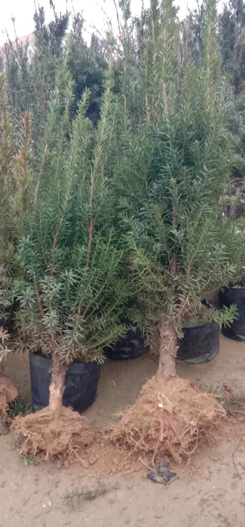 出售曼地亚红豆杉盆景苗