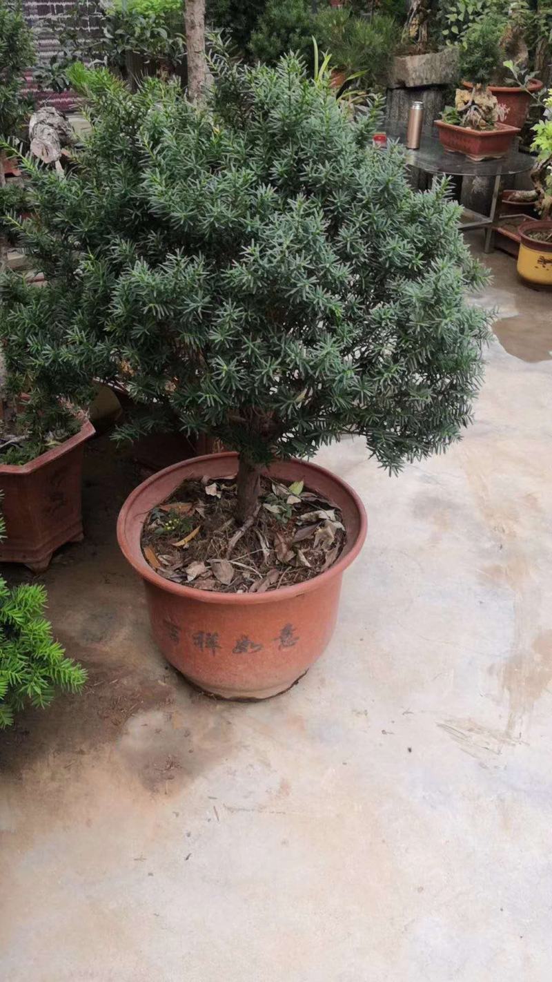 出售曼地亚红豆杉盆景苗