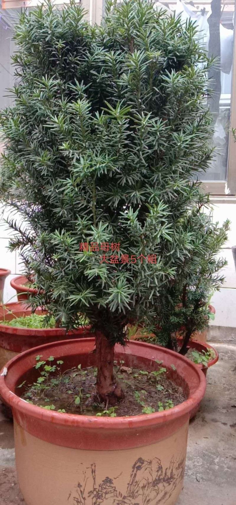 出售曼地亚红豆杉盆景苗
