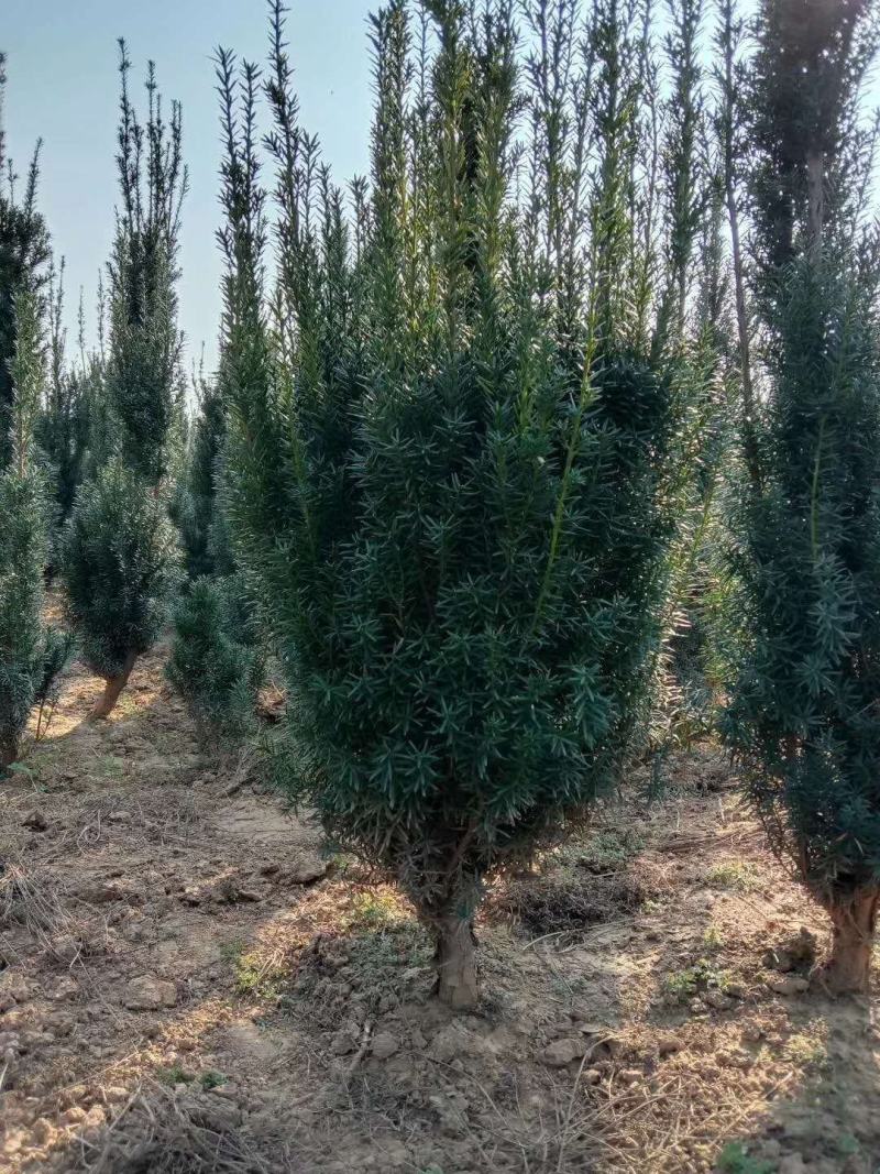 出售曼地亚红豆杉盆景苗