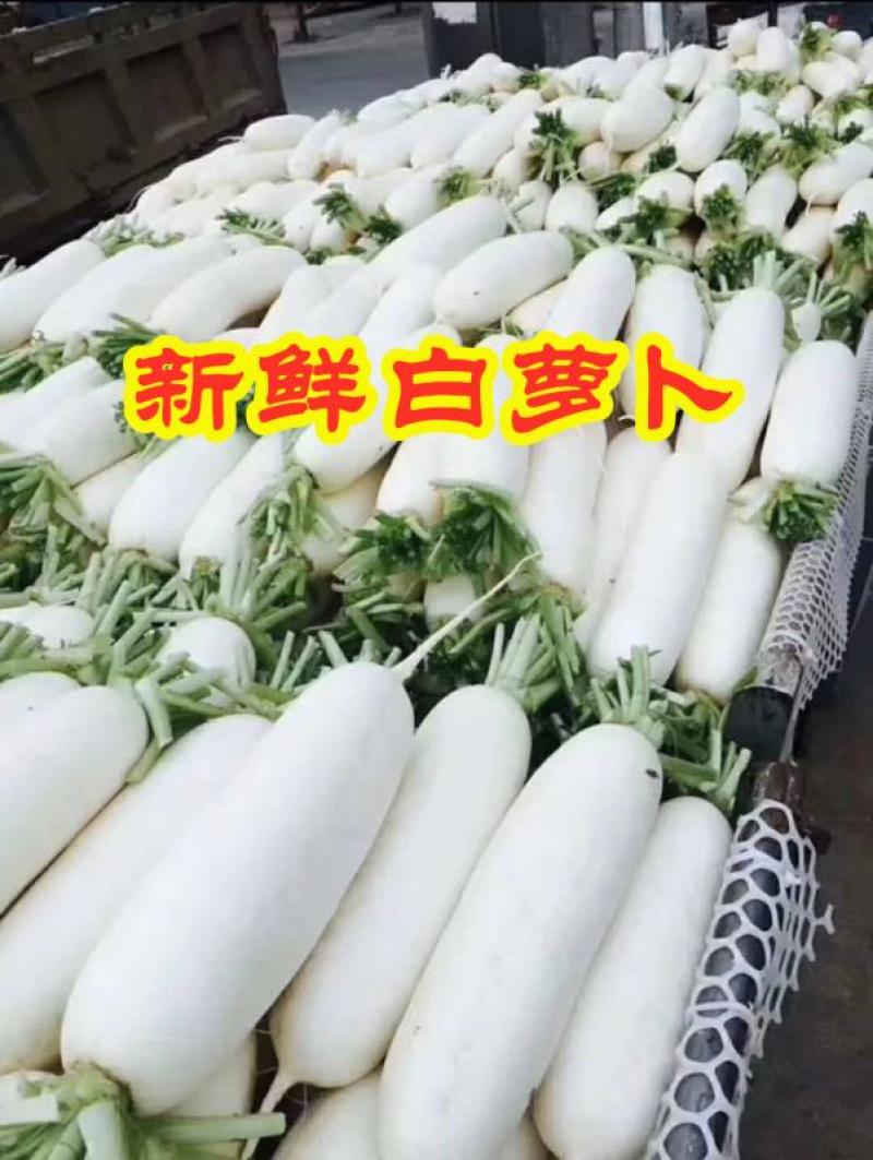 AAA湖北天门白萝卜种植基地，提供清洗，打冷，分拣，发货