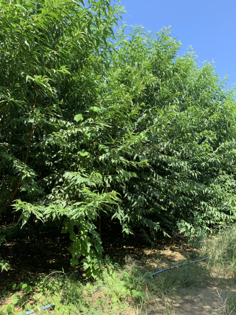 碧桃，河南基地为客户提供各种规格碧桃