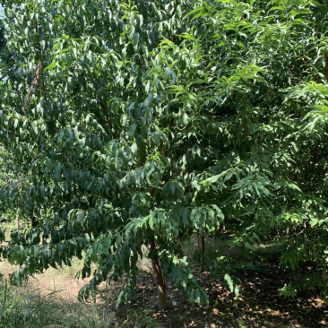 碧桃，河南基地为客户提供各种规格碧桃