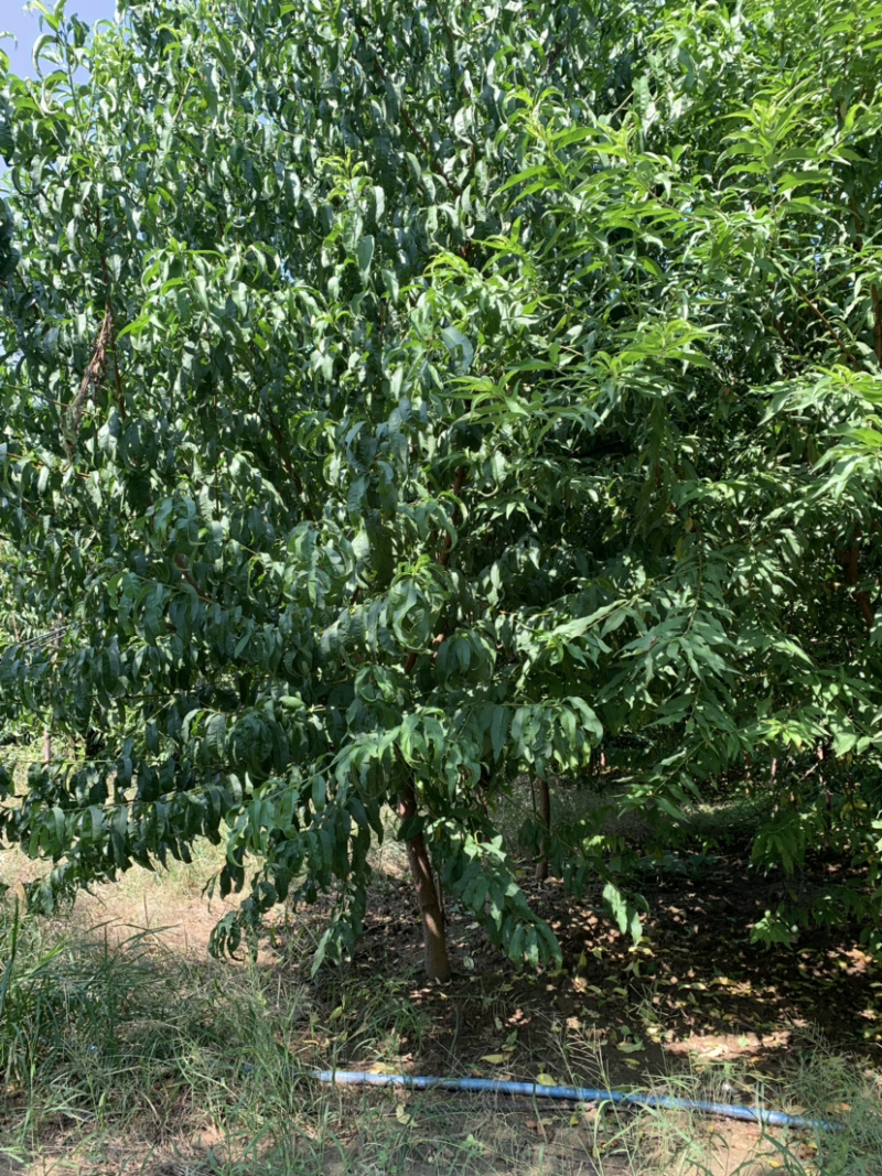 碧桃，河南基地为客户提供各种规格碧桃
