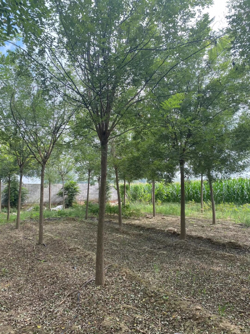 定杆发帽国槐8公分10公分12公分国槐苗圃直供量大从优