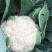 《精品》白菜花,散花,整车配货都可以,包装齐全,代收出货