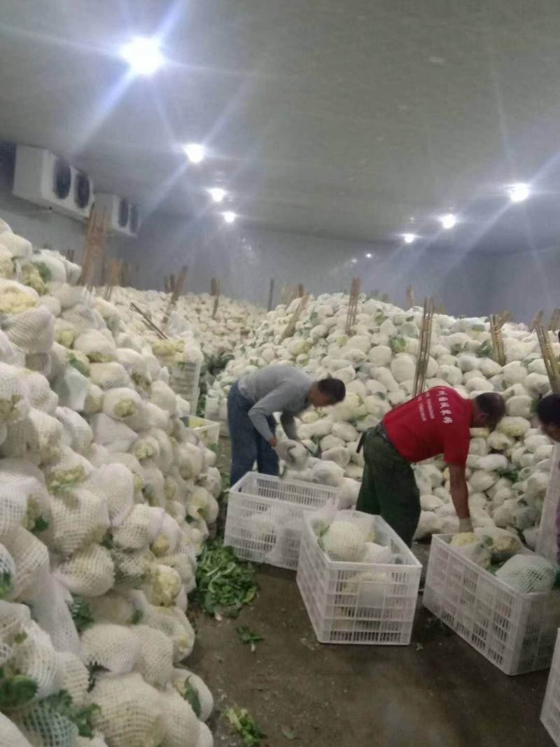 中国花菜，精品散花实花，提供各种包装，各种包装，代收代办