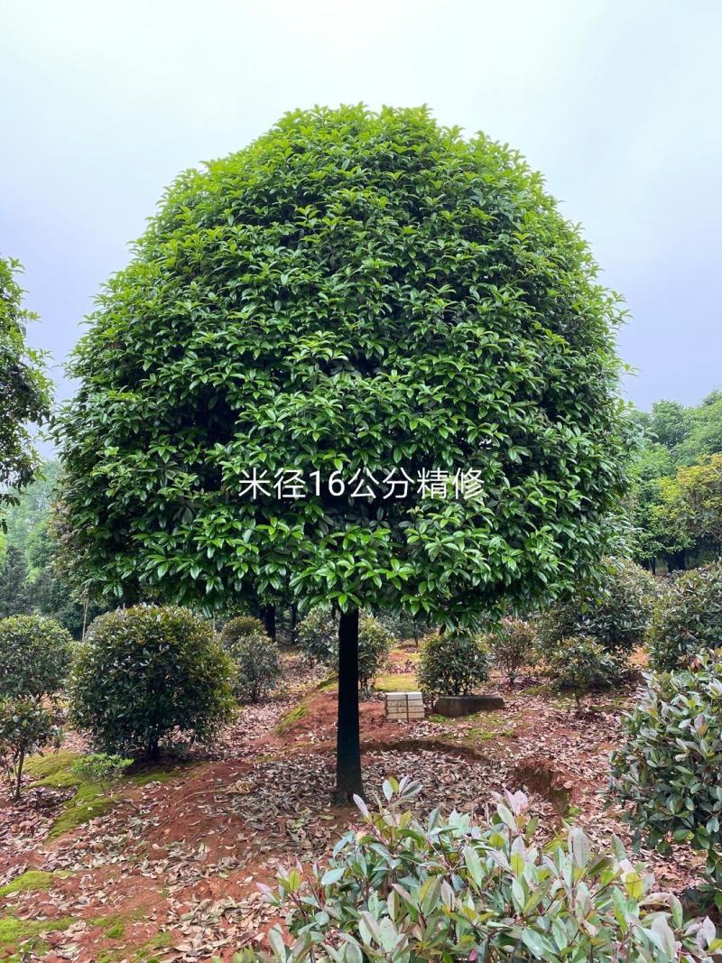 八月桂大量批发，米径10到20公分，树型好，质量优成活高
