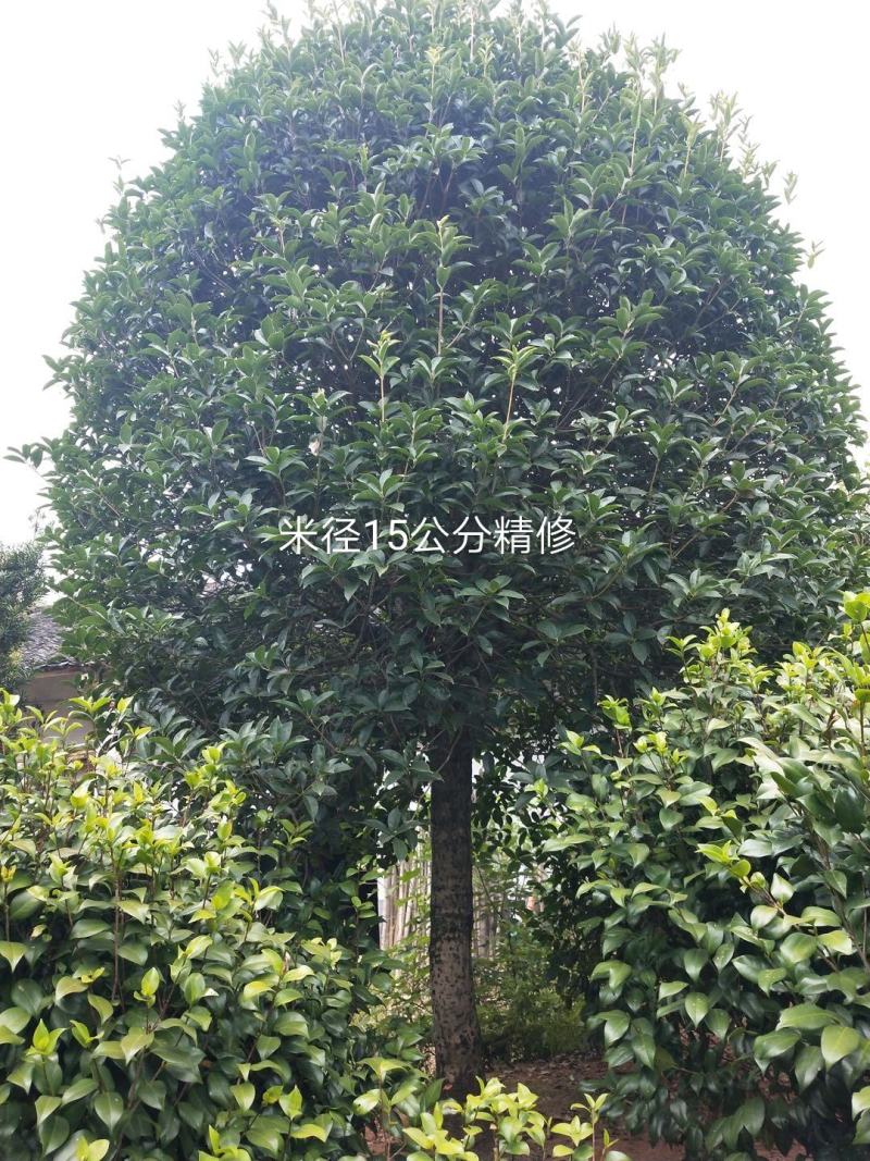 八月桂大量批发，米径10到20公分，树型好，质量优成活高