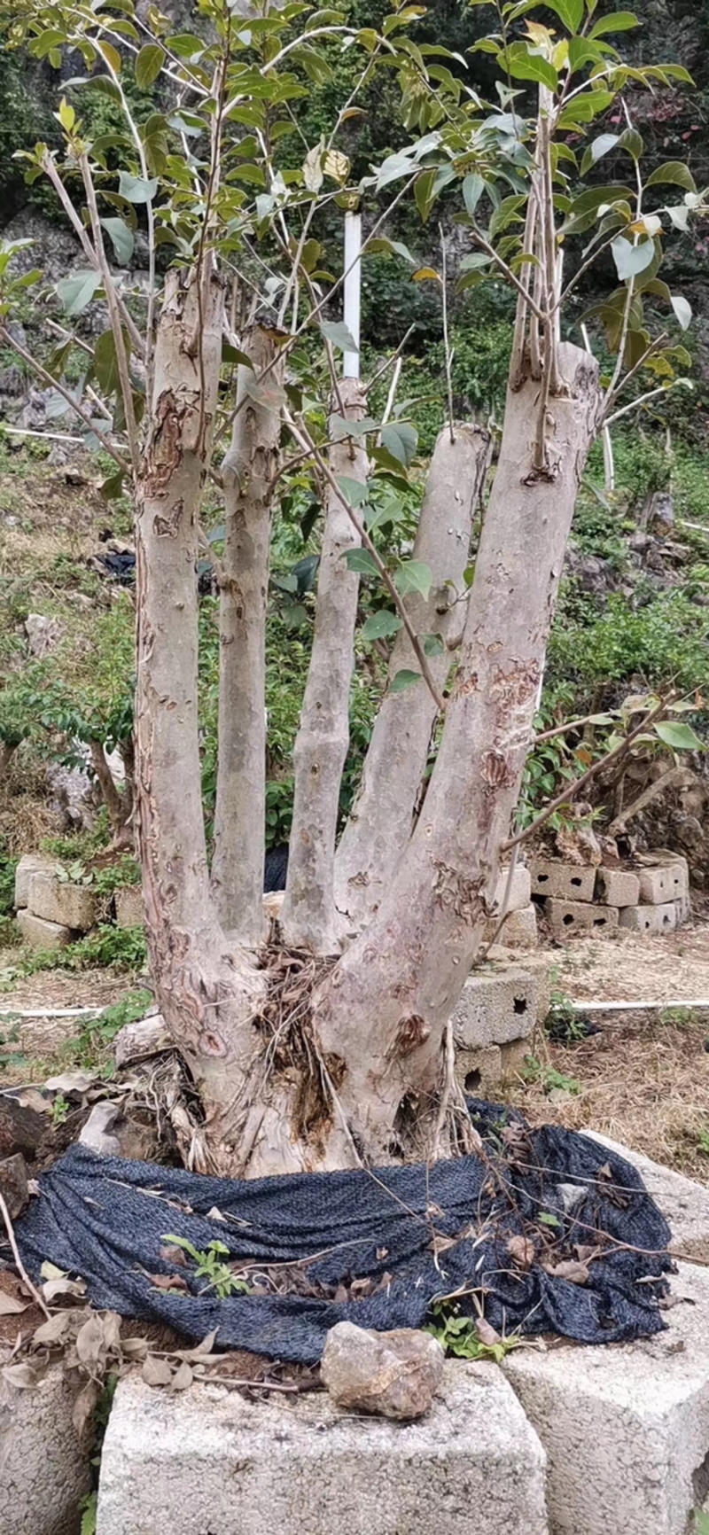 精品紫薇，各种风景树都有货