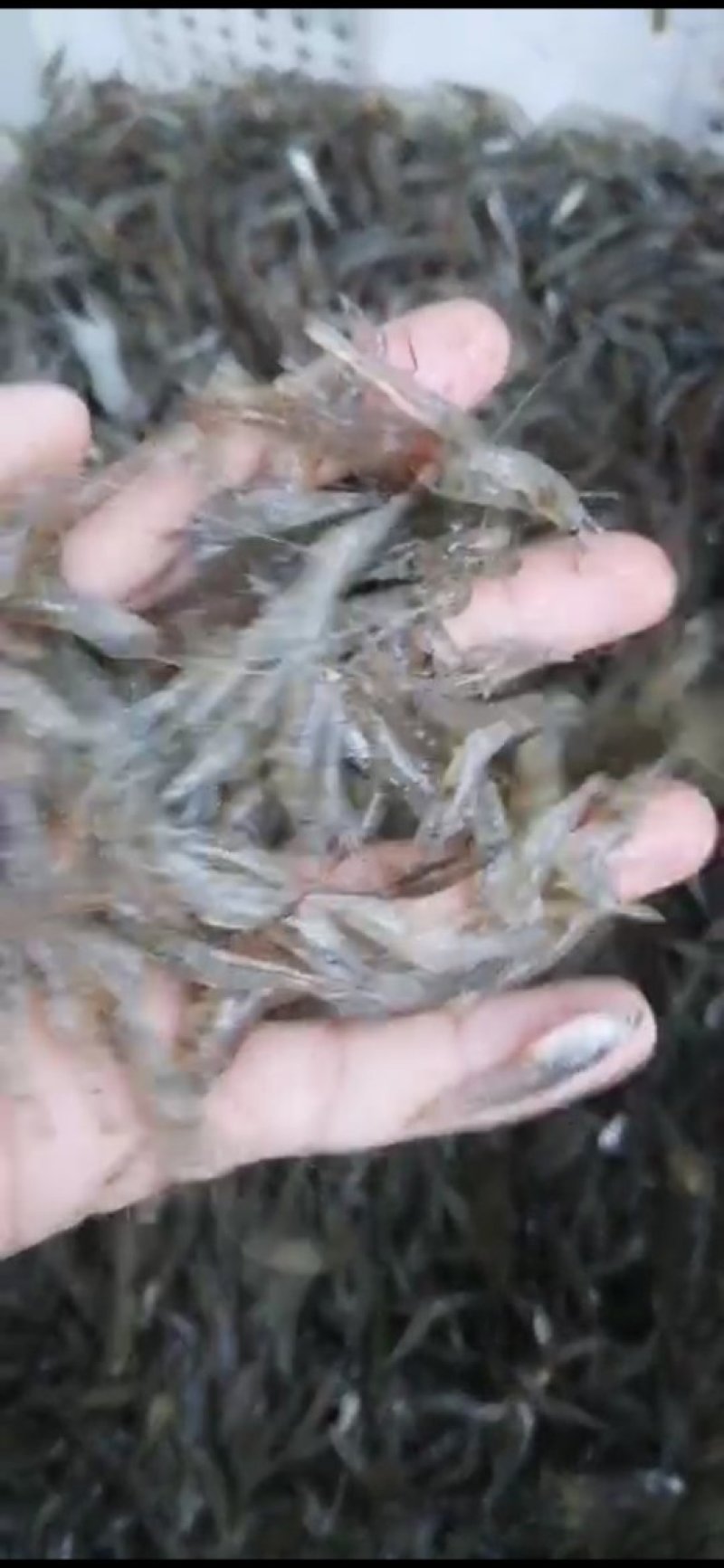 河虾，河虾，鲜活河虾，河虾，河虾