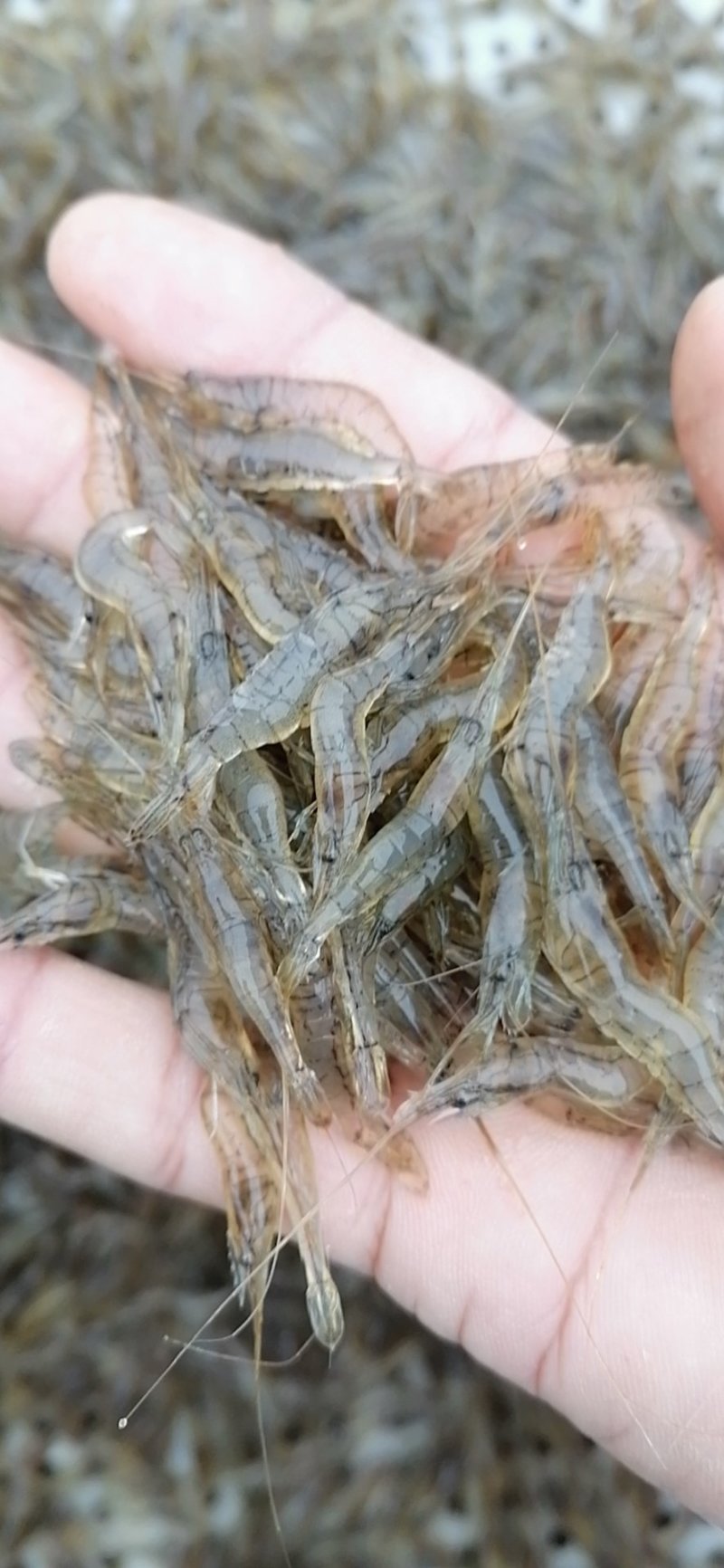 河虾，河虾，鲜活河虾，河虾，河虾