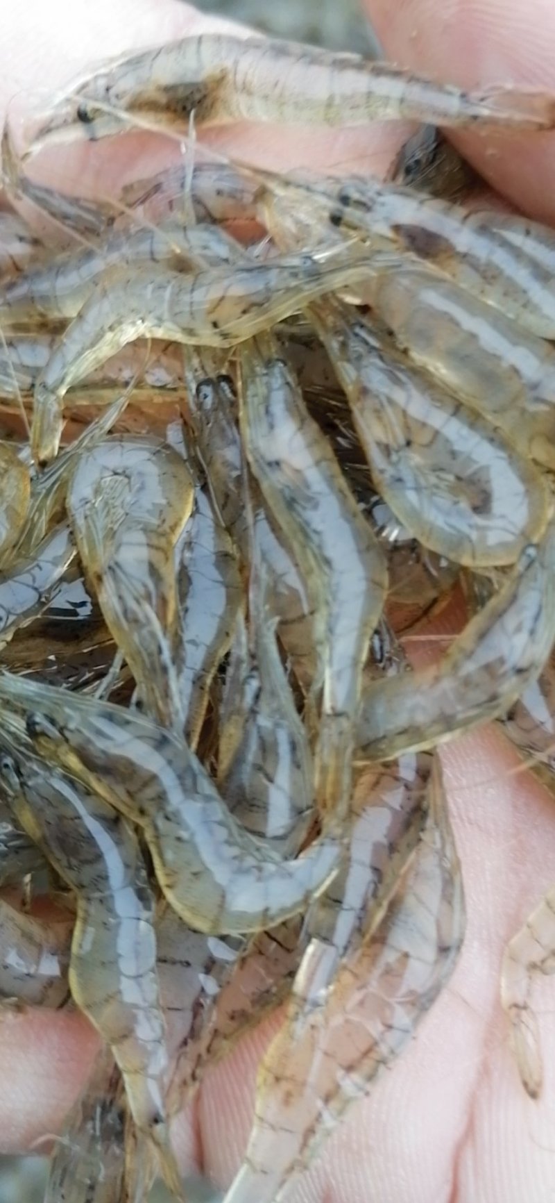 河虾，河虾，鲜活河虾，河虾，河虾