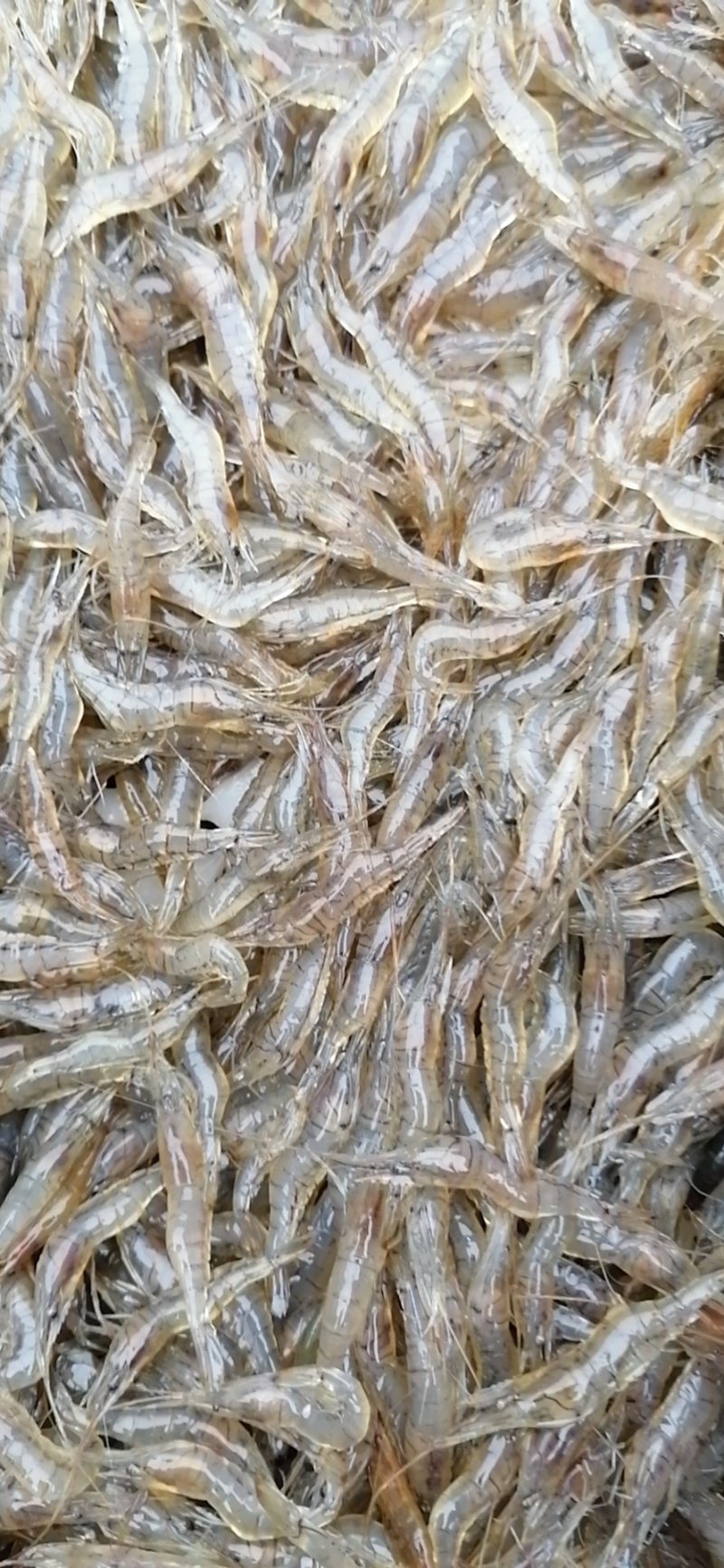 河虾，河虾，鲜活河虾，河虾，河虾