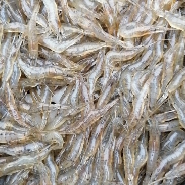 长期供应河虾，河虾，河虾，鲜活河虾