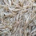 长期供应河虾，河虾，河虾，鲜活河虾