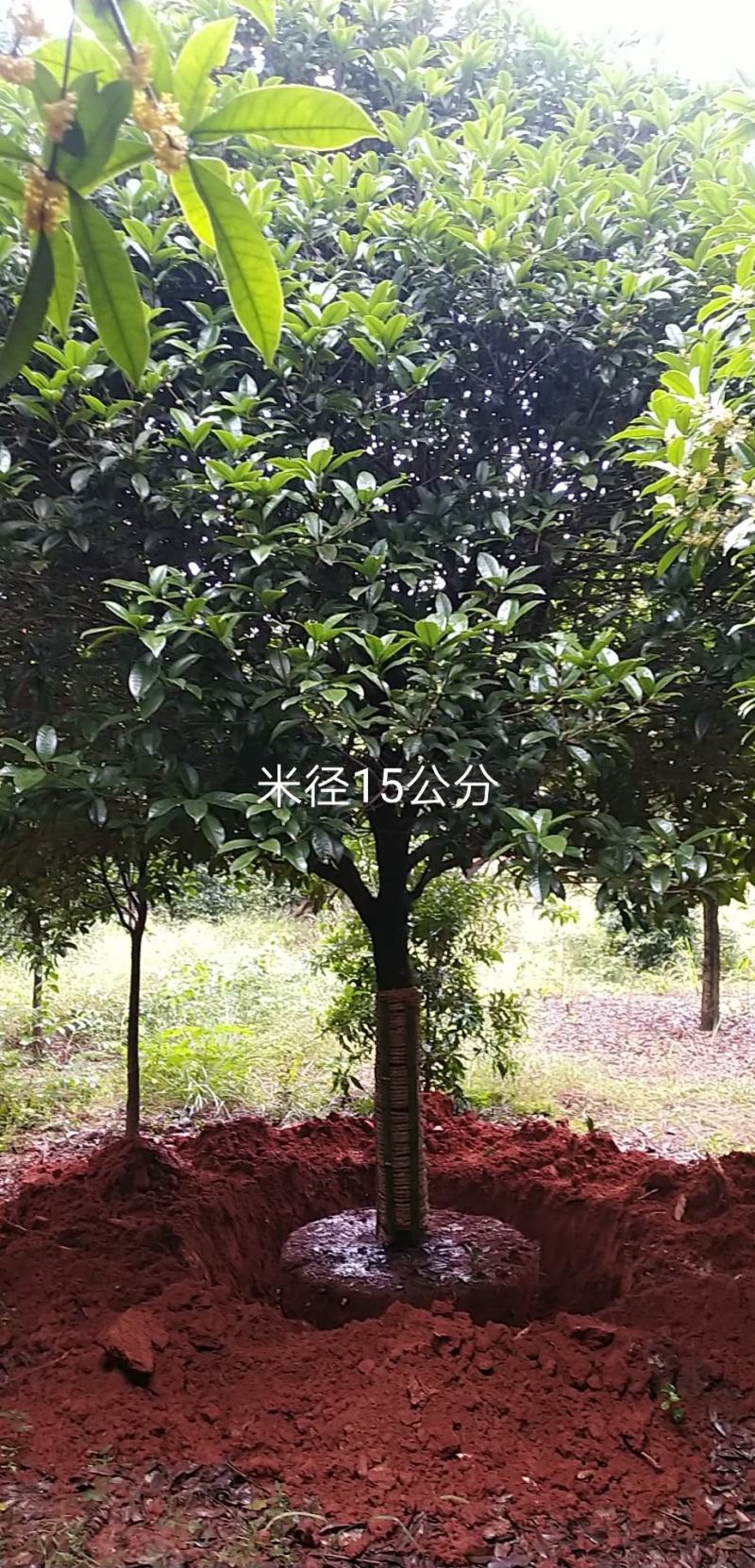 金桂树18~20cm3.5~4米2~3米