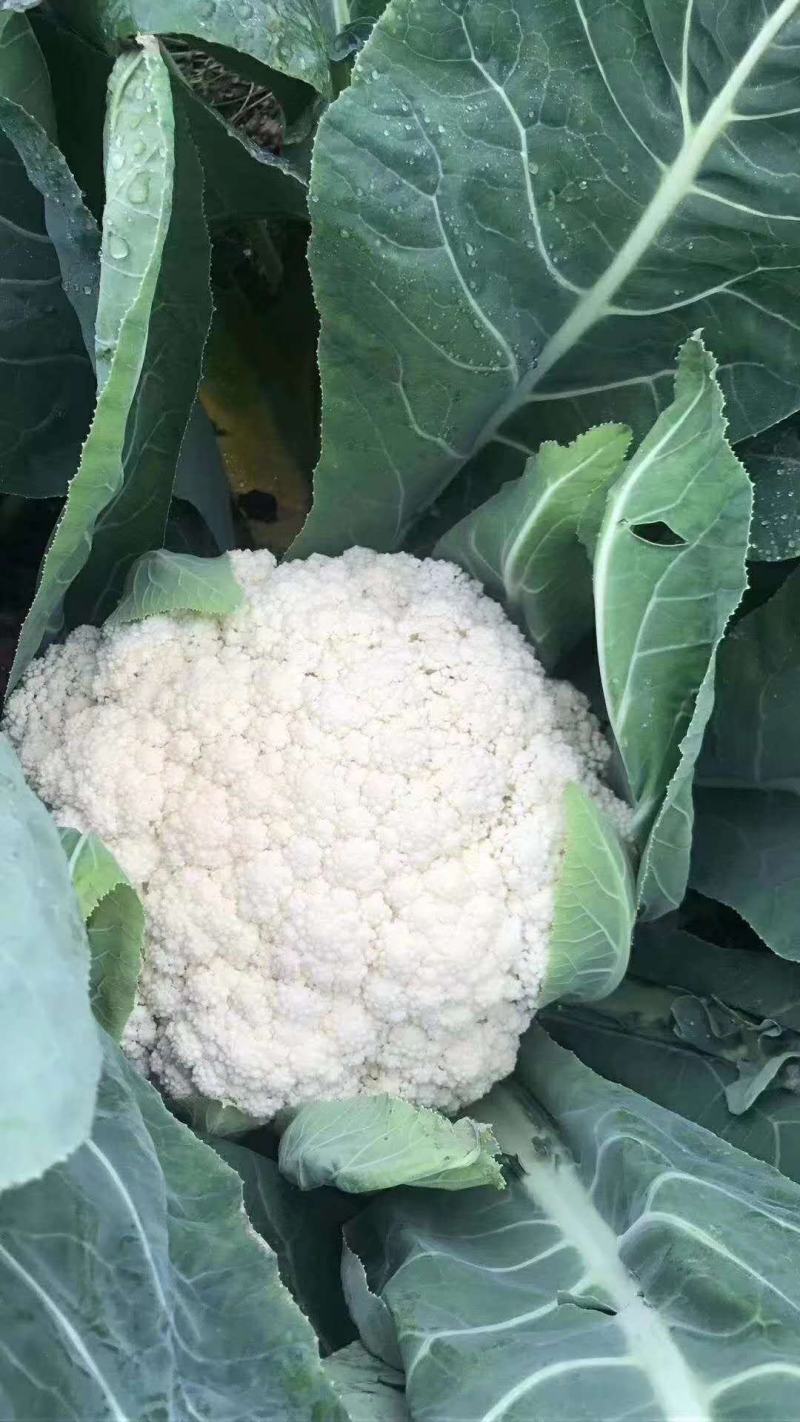 松紧菜花2~3斤，颜色白，包装齐全，欢迎整车采购发货