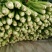 陆地芹菜！河南芹菜，颜色好，脆，全国发货，诚信代办
