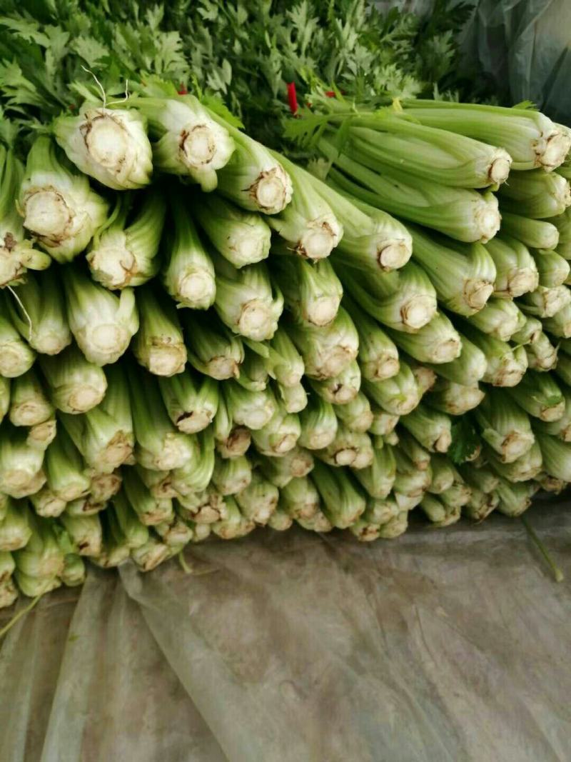 陆地芹菜！河南芹菜，颜色好，脆，全国发货，诚信代办