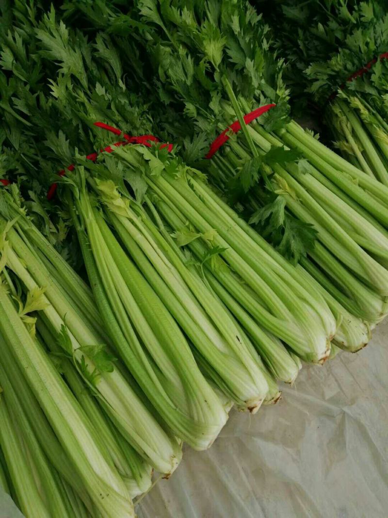 陆地芹菜！河南芹菜，颜色好，脆，全国发货，诚信代办
